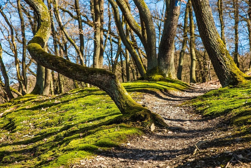 Extreme Trail